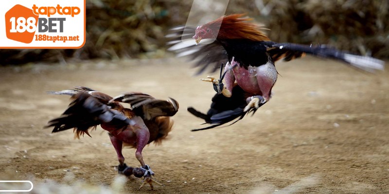 Khởi tạo và kích hoạt tài khoản cược gà chuẩn theo hướng dẫn