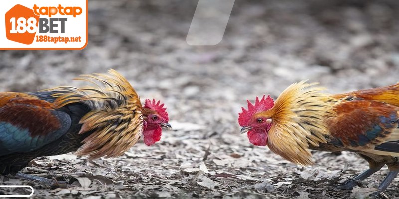 Cửa hòa BDD là một trong những lựa chọn đầy hấp dẫn hiện nay