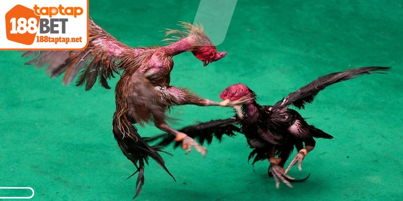 Phân tích thành tích thi đấu trước đó của chiến kê rất quan trọng