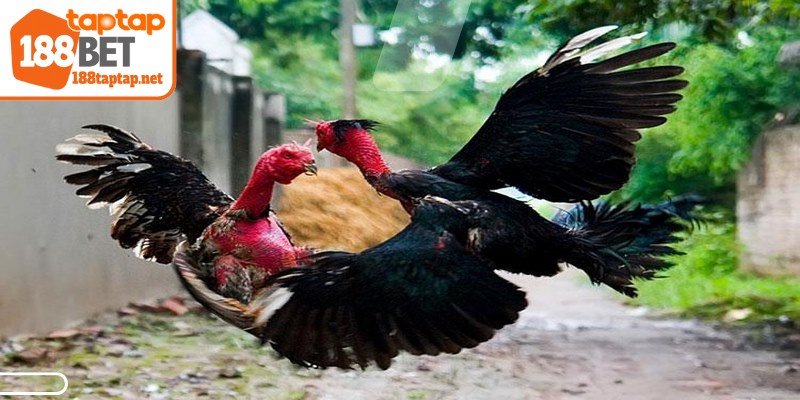 Một chiến kê lý tưởng phải có ngoại hình cân đối, bộ lông mượt