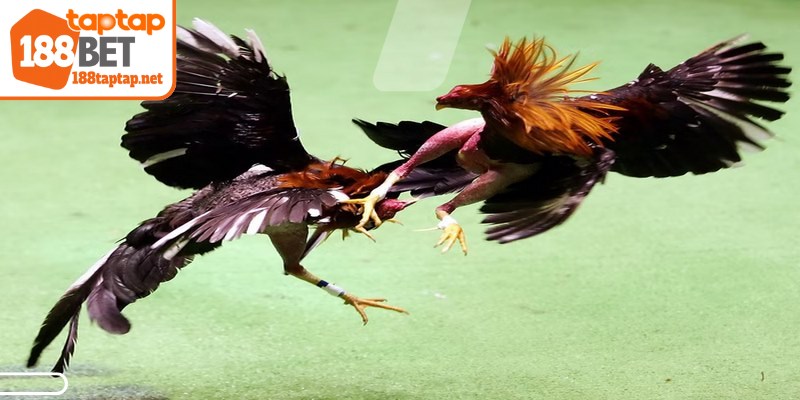 Đá gà cựa dao đem đến cho người xem những trận chiến mãn nhãn
