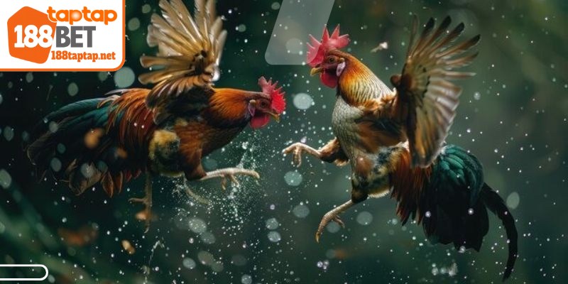 Chọi cựa sắt hấp dẫn bởi những cuộc chiến quyết liệt, thú vị