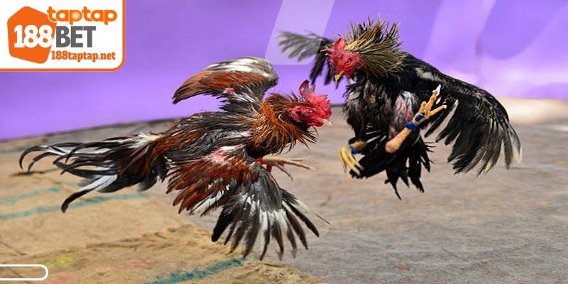 Đá gà cựa sắt đang được nhiều sư kê hiện đại quan tâm hiện nay