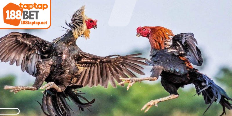 Tìm hiểu kỹ về thể thức tổ chức, cách tính kèo và luật lệ chọi gà