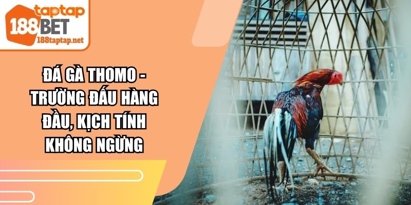 Đá gà Thomo