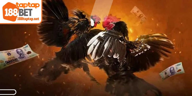 Các trận đấu thường diễn ra trong khu vực giới hạn và công bằng