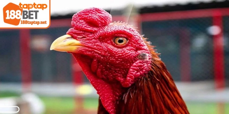 Gà Thái Lan đặc biệt là biểu tượng của sức mạnh, sự kiên cường