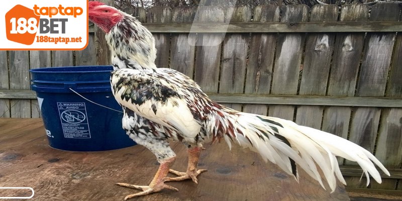 Gà Thái Lan nổi tiếng nhờ sức mạnh bền bỉ và kỹ năng chiến đấu tuyệt đỉnh