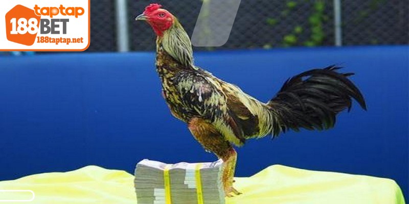 Gà đòn Thái Lan nổi tiếng nhờ thể lực dẻo dai và kỹ thuật cao