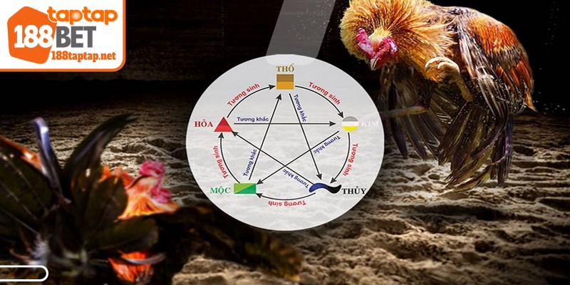 Màu mạng gà đá là một thuật ngữ chuyên môn trong giới cá cược