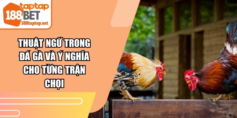 Thuật Ngữ Trong Đá Gà